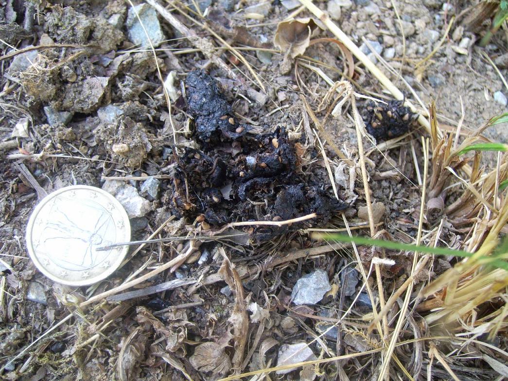 Cacchette da identificare